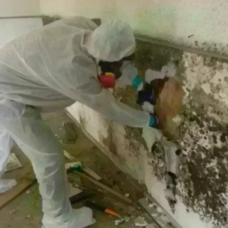 Mold Remediation and Removal in City of Harrisonburg, VA